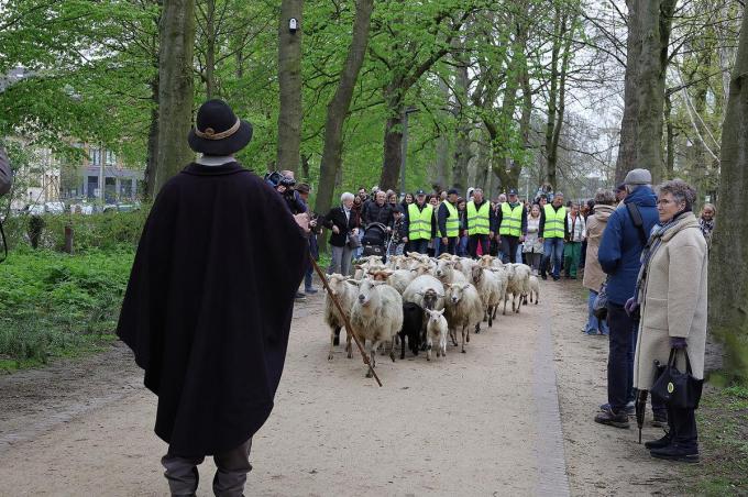 Een professionele herder begeleidt de schapen. (gf)