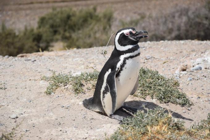 Een schattige pinguin op het schiereiland Valdés. (foto PS)