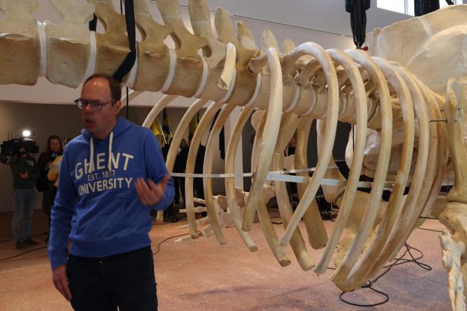 Professor Pieter Cornille van de vakgroep dierengeneeskunde UGent had een ferme kluif aan het skelet.