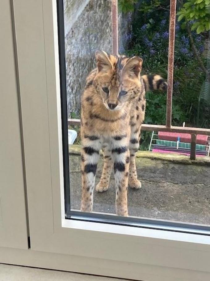 De servalkat wordt nu in het Natuurhulpcentrum in Opglabbeek opgevangen. Daar krijgt het de nodige zorgen.