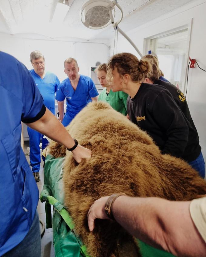 De tandoperatie voor beer Sandra werd uitgesteld door de geboorte van de welpen en kon nu eindelijk plaatsvinden.