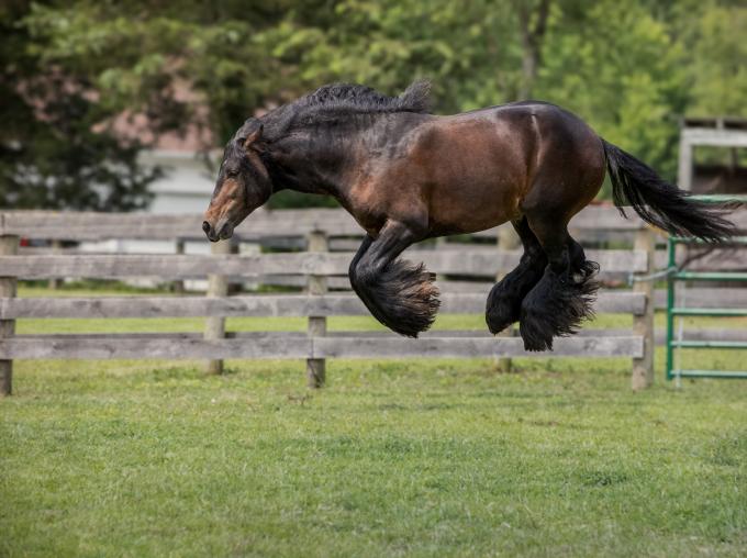 ‘Horse Category’-winnaar: Debby Thomas