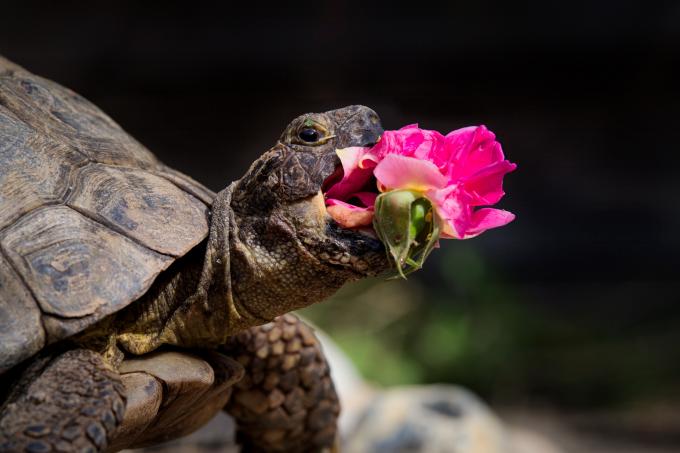 ‘All Other Creatures Category’-winnaar: Jonathan Casey