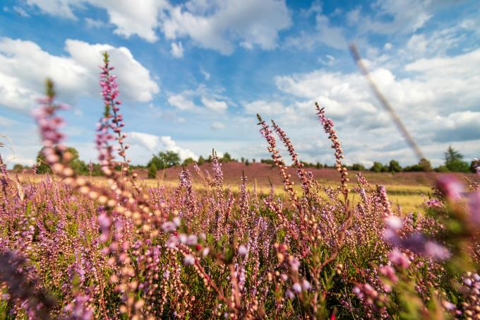 Nos lieux préférés pour se croire en vacances sans quitter la Belgique (ici, le Mechelse Heide) - Unsplash (Matthias Pens)