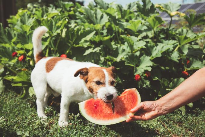 La pastèque fait partie des aliments à privilégier en cas de canicule - Getty Images