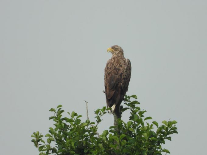 De zeearend is de heilige graal voor vogelaars.