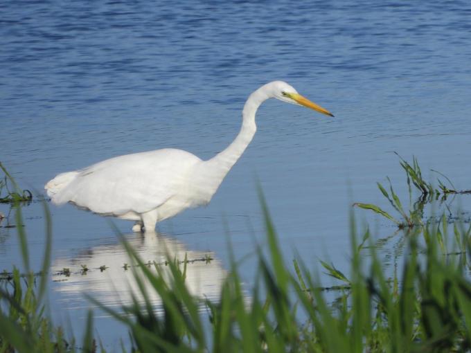 Naast de grote zilverreiger spotten we ook zijn kleine broer, enkele lepelaars en koereigertjes.