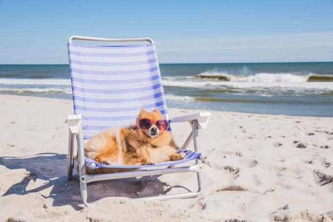 Notre sélection d'hôtels chien admis à la côte belge - Getty Images