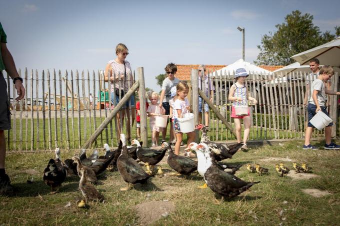 Kinderen voederen de eendjes van Schraevenacker.