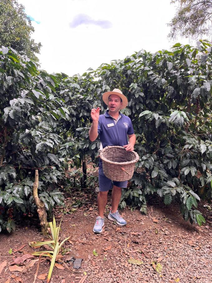 Gids Ronny toont ons hoe koffie geplukt wordt. De rode bessen smaken verrassend zoet. (foto SRA)