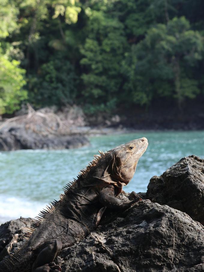 Een bijzondere zonneklopper: een gigantische leguaan op het strand van het nationaal park Manuel Antonio. (foto SRA)