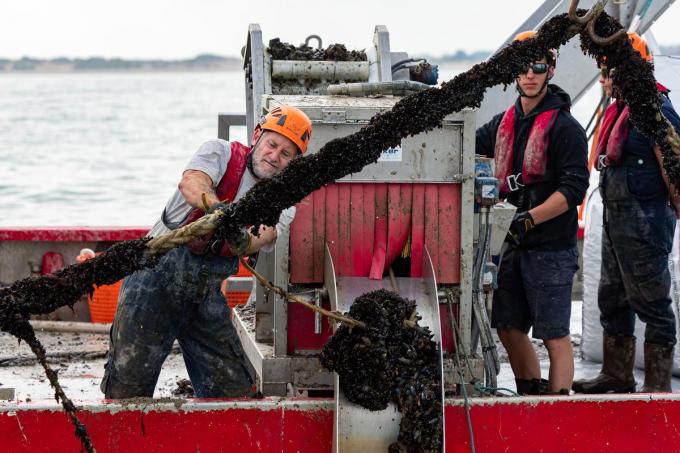 Operationeel manager Stijn Van Hoestenberghe aan de slag. De doctor aquacultuur heeft van de Belgische mossel zijn levensdoel gemaakt.