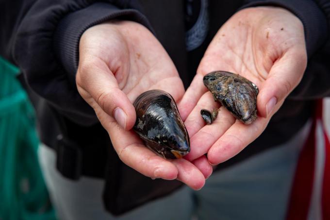 Een babymossel heeft achttien maanden nodig om volgroeid te raken.