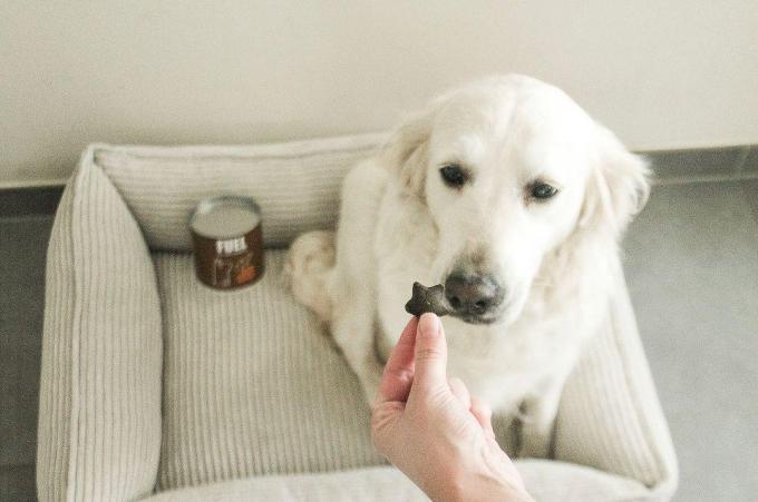 Dolly, de Golden Retriever van Shauni en Stevy, figureerde ook al in een campagne.