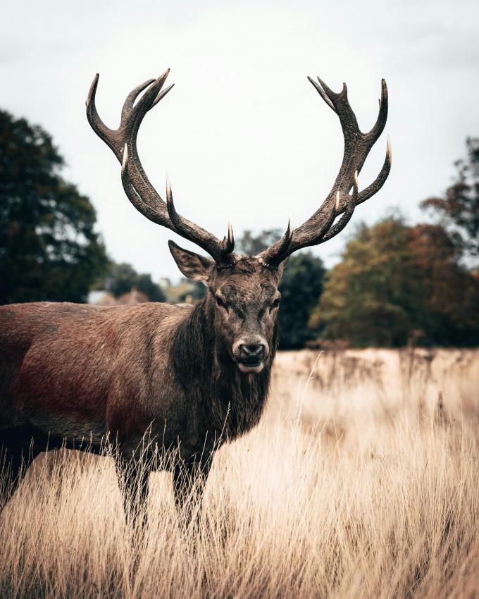 Aller écouter le brame du cerf 