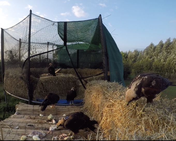 Om de roofvogels weg van de mens voor te bereiden op hun vrijlating, gaan ze in kleine leeftijdsgroepjes eerst een tiental dagen in een soft-releasekooi.