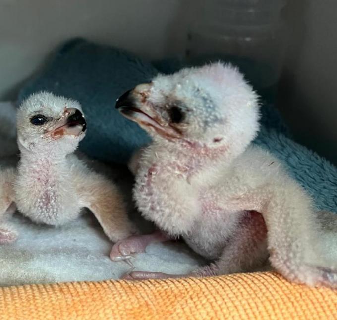 De eerste dagen verbleven de kleine kiekendiefjes in de couveuse van het vogelopvangcentrum.