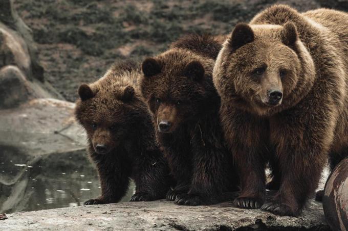 Mama Sandra moet binnenkort afscheid nemen van haar wwelpen Nanuq en Malenky.