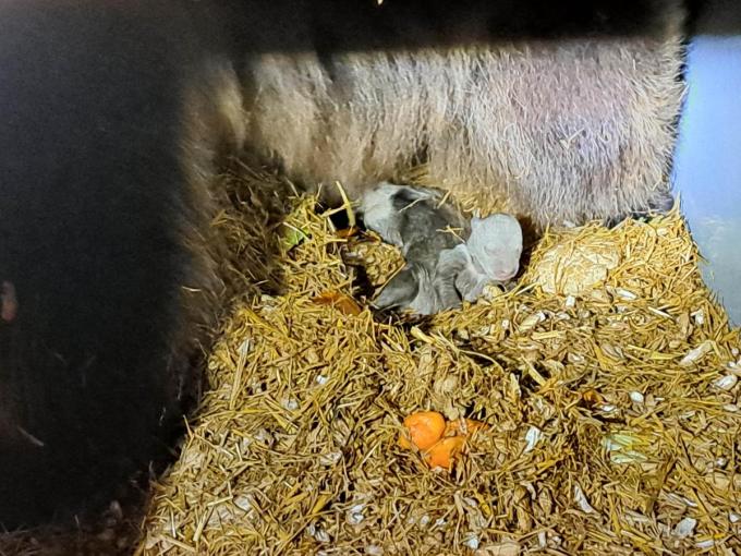 Toen beer Sandra werd opgevangen door De Zonnegloed, wist niemand dat ze zwanger was van twee welpjes.