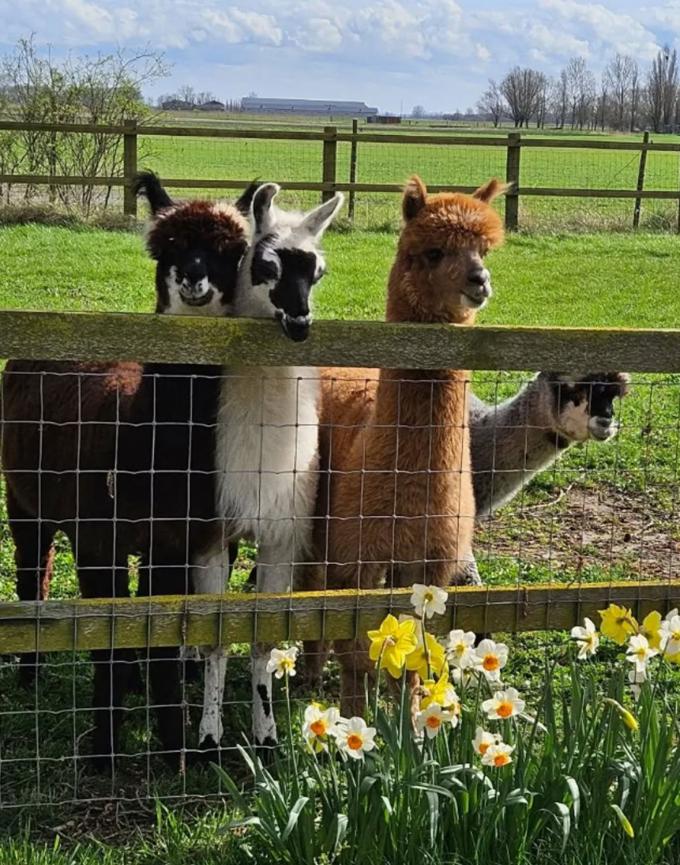 Alpacawandeling bij Hof te Lande