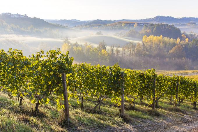 secteur du vin en crise