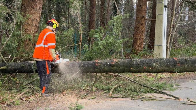 De brandweer kwam om de boom te verzagen.