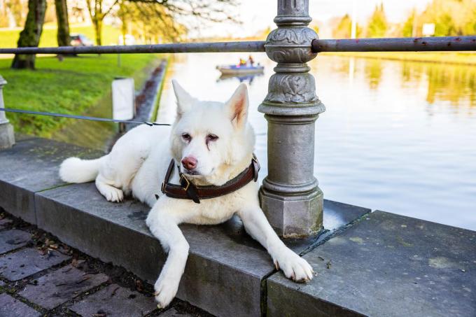 Haar hond was de reden waarom Bernadette eerder naar huis trok tijdens oudejaar.