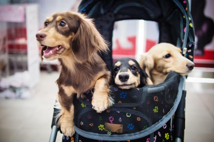 La pet parentalité, kézako? Getty Images