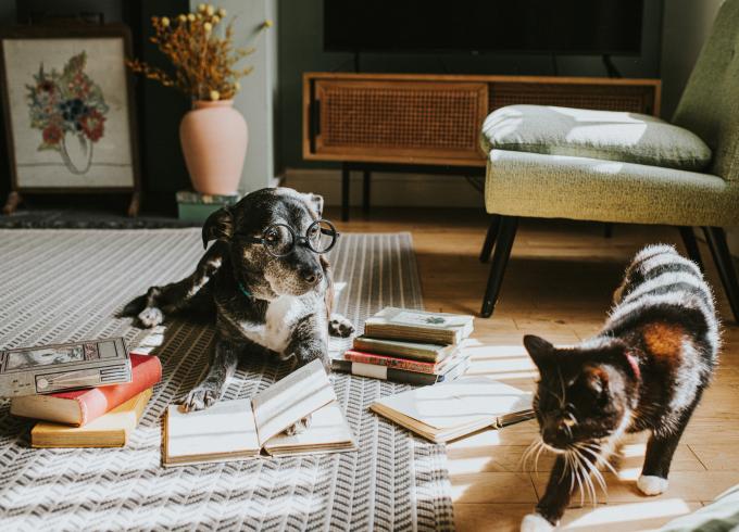 La pet parentalité n'est pas pour moi - Getty Images