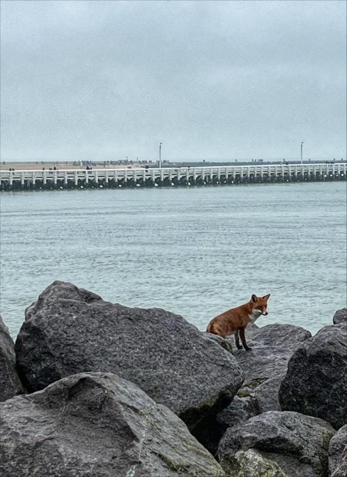 De vos werd eerder al gespot.