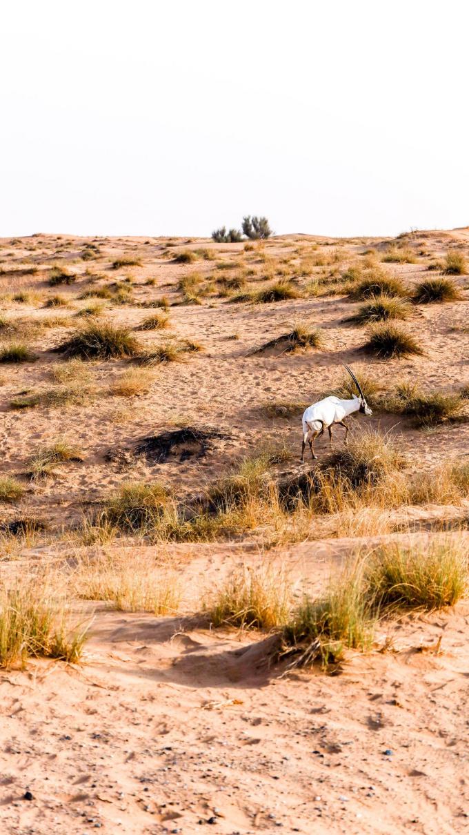 Een witte oryx, het nationale symbool, in Dubai Desert Conservation Reserve. Een brok woestijn dat op slechts één uur rijden van de grootstad ligt. (foto tvdb)