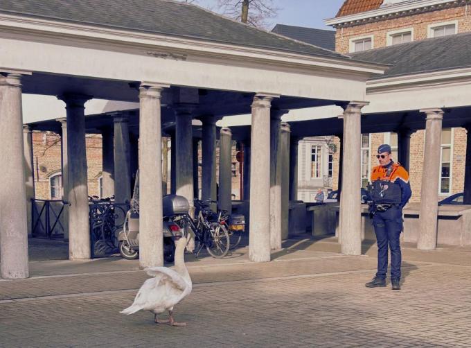 De zwaan deed eerder al een toertje op de Brugse Vismarkt.