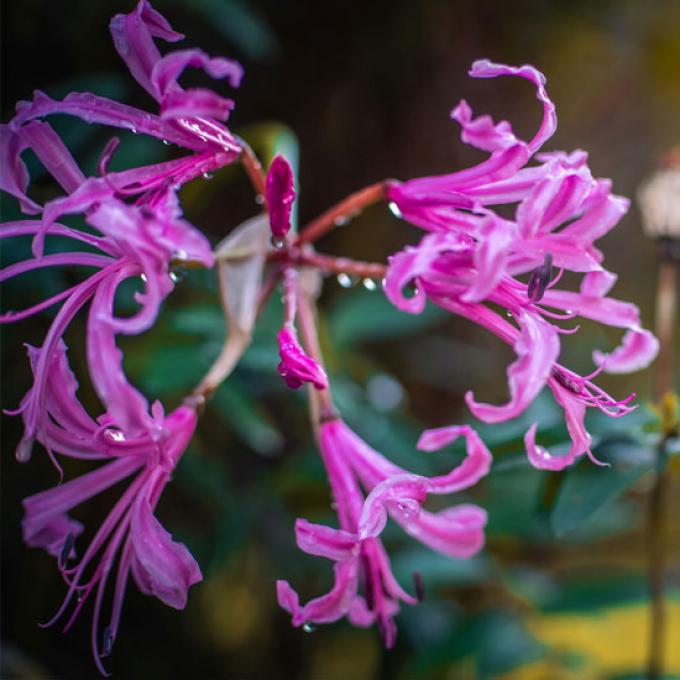 Maagd: 24 augustus t/m 23 september - nerine