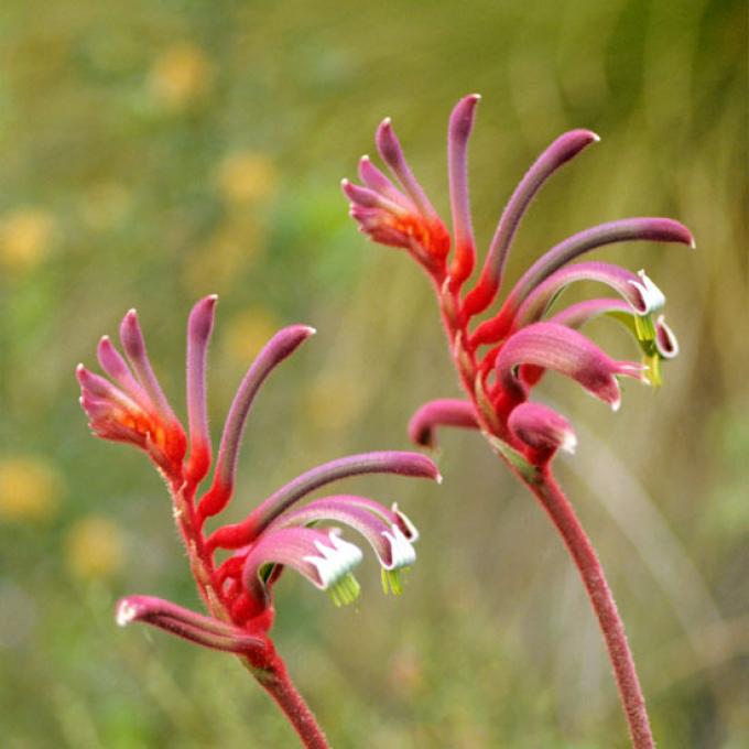 Schorpioen: 24 oktober t/m 22 november - anigozanthos