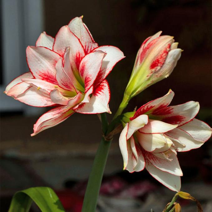 Steenbok: 22 december t/m 20 januari - amaryllis