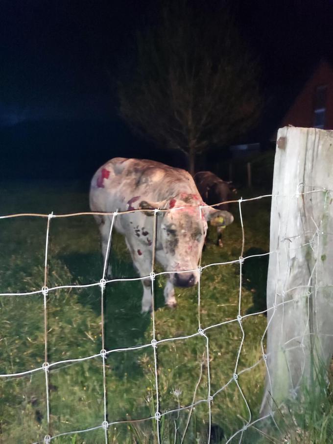 Dieren die de brand overleefden, hebben brandwonden op hun lichaam.