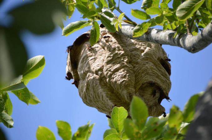 Voor de secundaire nesten zoeken de diertjes het vaak hogerop, vaak ook in bomen.