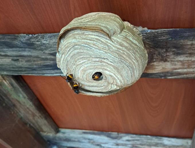 Voor het embryo- en het primaire nest kiezen de koninginnen vaak locaties vrij dicht bij de grond, bijvoorbeeld onder een afdak, tuinhuis of in een kinderspeelhuisje.