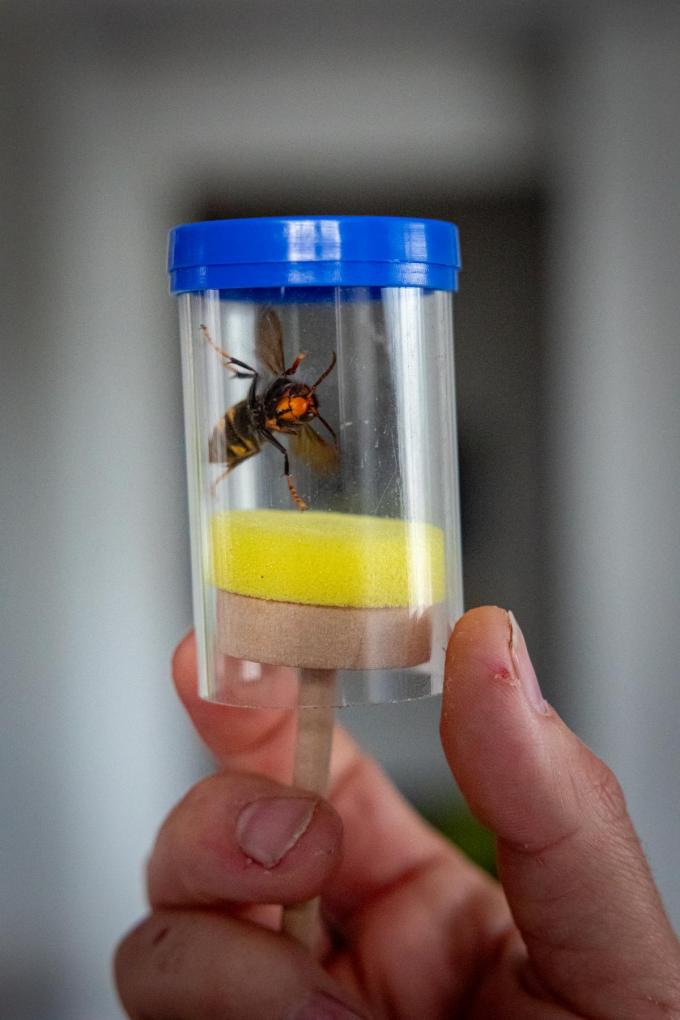Via vallen worden de Aziatische hoornaars gevangen, waarna ze ‘gemerkt’ worden met een kleurtje. Op die manier kan men het diertje volgen en zo het nest ontdekken.