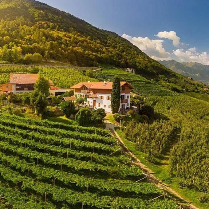 Meeboeren tussen de fruitbomen bij De Greiterhof in Zuid-Tirol