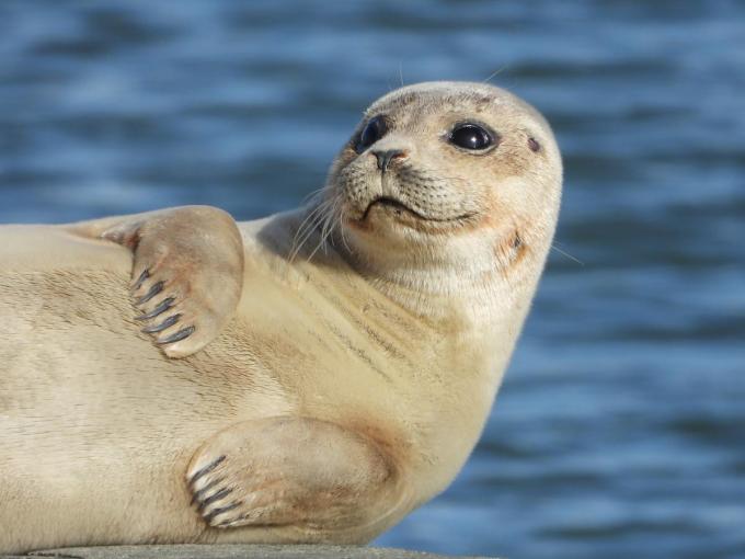 Zowel in Oostende als in Nieuwpoort, aan de IJzermonding, liggen zeehonden graag te zonnen.