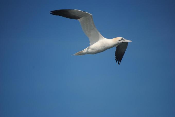 We spotten ook een jan-van-gent. De indrukwekkende vogel heeft een spanwijdte van bijna twee meter.