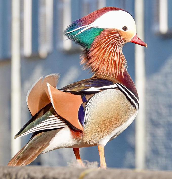 De mandarijneend is erg kleurrijk.