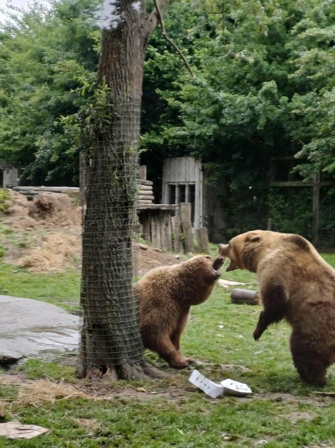 Nanuq en Malenky verhuizen naar Wildwood Devon in het Verenigd Koninkrijk.