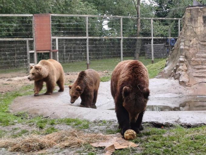 Nanuq en Malenky verhuizen naar Wildwood Devon in het Verenigd Koninkrijk.
