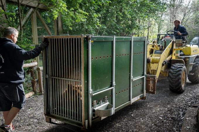 In alle vroegte nam het team van Sanctuary De Zonnegloed in Vleteren afscheid van de beren Nanuq en Malenky.