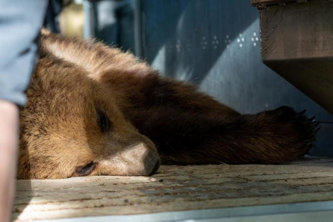 Nanuq en Malenky verhuizen naar Wildwood Devon in het Verenigd Koninkrijk.
