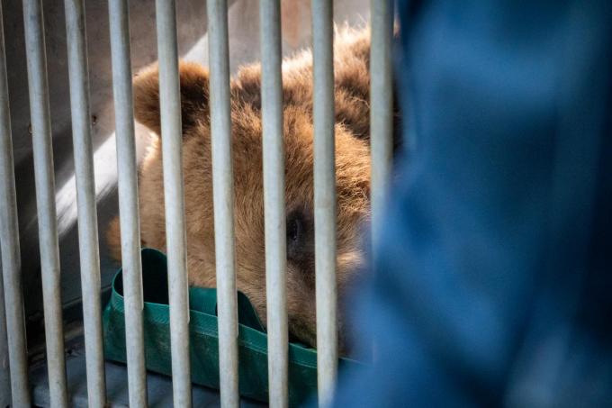 Nanuq en Malenky verhuizen naar Wildwood Devon in het Verenigd Koninkrijk.