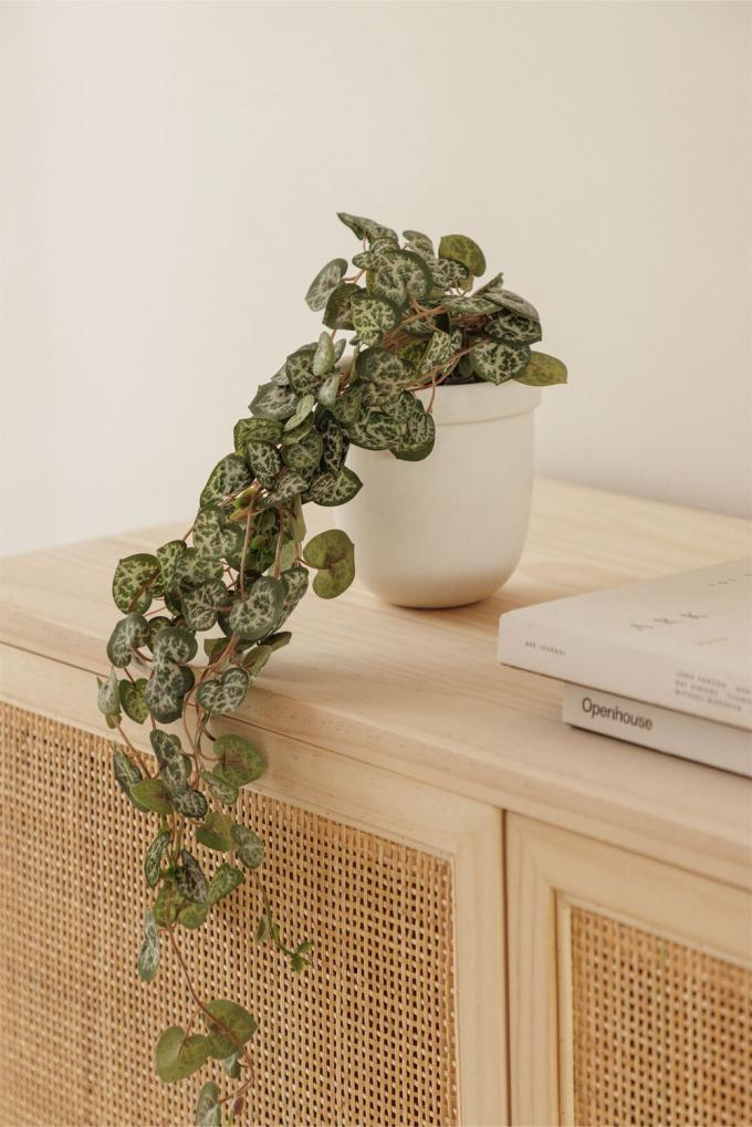 Plante artificielle Corazones