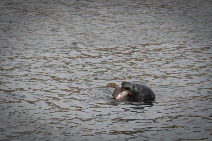 Een tweede foto van de zeehond.